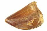 Serrated, Baby Carcharodontosaurus Tooth - Morocco #276014-1